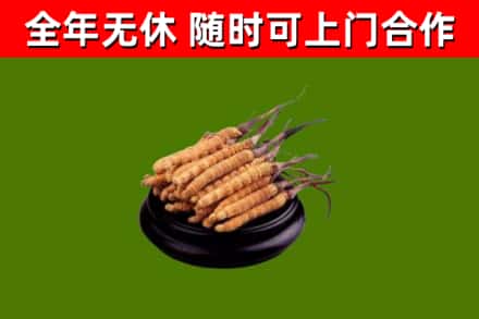 新乡回收散虫草